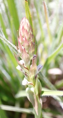 Satyrium cristatum