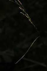 Glyceria nemoralis