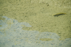 Channa striata
