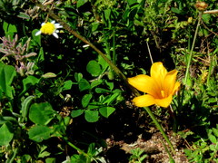Romulea saldanhensis