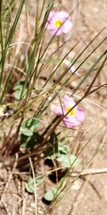 Oxalis obliquifolia