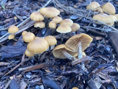 Galerina badipes