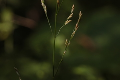 Glyceria nemoralis