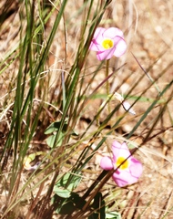 Oxalis obliquifolia