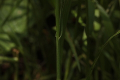Glyceria nemoralis