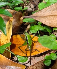 Conocephalus maculatus