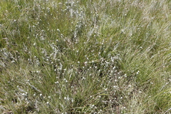Helichrysum glomeratum