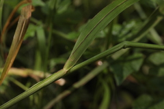 Glyceria nemoralis