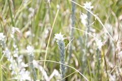 Helichrysum glomeratum