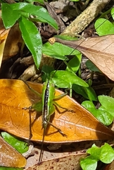 Conocephalus maculatus