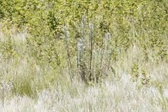 Artemisia afra