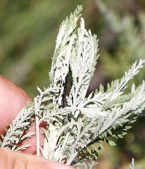 Artemisia afra