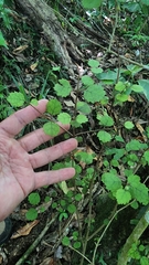 Rhabdothamnus solandri