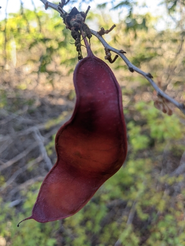 Image of Lysiphyllum cunninghamii by (c) Michael Somerville, some rights reserved (CC BY-SA)
