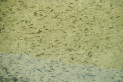 Oreochromis niloticus