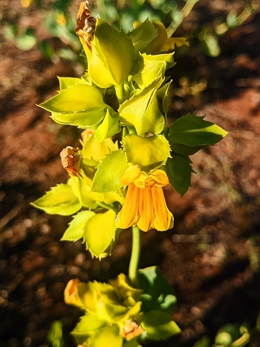 Image of Goodenia panduriformis by (c) Michael Somerville, some rights reserved (CC BY-SA)