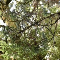 Libocedrus bidwillii