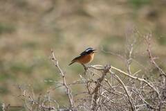 Phoenicurus moussieri