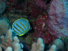 Chaetodon ornatissimus