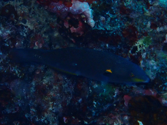 Stethojulis balteata