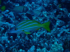 Lutjanus kasmira