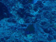 Pycnochromis pacifica