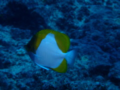 Hemitaurichthys polylepis