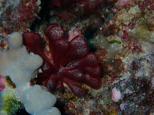 Gibsmithia hawaiiensis observed 2023-01-15