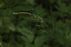 Glyceria nemoralis
