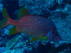 Sargocentron spiniferum