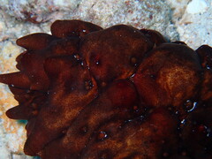 Stichopus
