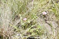Oxalis obliquifolia