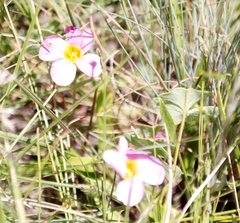 Oxalis obliquifolia
