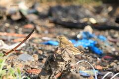 Anthus pratensis