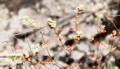 Psammotropha mucronata foliosa