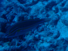 Stethojulis balteata