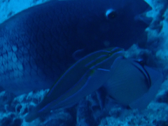 Stethojulis balteata