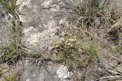 Psammotropha mucronata foliosa