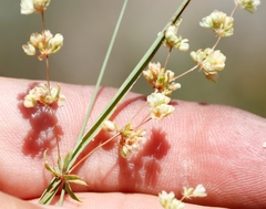 Psammotropha mucronata foliosa