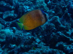 Chaetodon kleinii