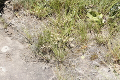 Psammotropha mucronata foliosa