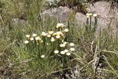 Helichrysum herbaceum