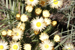 Helichrysum herbaceum