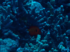 Centropyge loriculus