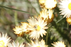 Helichrysum herbaceum