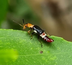 Carphurus fasciculatus