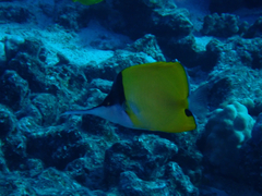 Forcipiger flavissimus