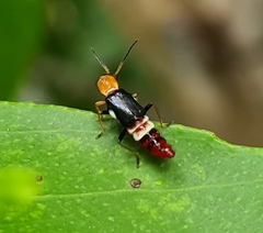 Carphurus fasciculatus