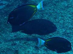 Acanthurus nigricans