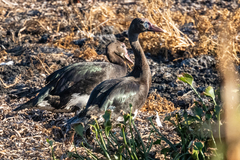 Plectropterus gambensis